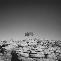 IGREBOW ȥꥢ 󥰥˥ 仳1ܤڡ[ 11] ܥ ƥꥢե ԥ㡼 ̿