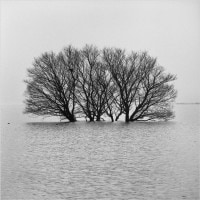 IGREBOW 츩 ߤʸС[å 11] ܥ ƥꥢե ԥ㡼 ̿