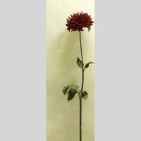 IGREBOW ���ꥢ�β֡�[����� 1��3] ��������ܥ� ����ƥꥢ�ե��� �ԥ����㡼������ �̿�