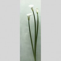 IGREBOW ���顼�β֡�[���å� 1��3] ��������ܥ� ����ƥꥢ�ե��� �ԥ����㡼������ �̿�