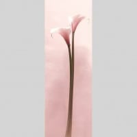 IGREBOW 顼β֡[ 13] ܥ ƥꥢե ԥ㡼 ̿