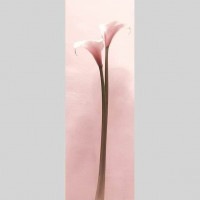 IGREBOW ���顼�β֡�[���å� 1��3] ��������ܥ� ����ƥꥢ�ե��� �ԥ����㡼������ �̿�