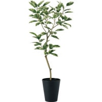 �ǥ���ȥꥫ�顼 FST W70��H150cm��TK91606 �����ƥ��ե�����륰�꡼�� �͹����տ�ʪ �͹����� ȭ�դ����꡼��