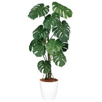 ��󥹥ƥ�Х��� W70��H150cm��TK99127 �����ƥ��ե�����륰�꡼�� �͹����տ�ʪ �͹����� ȭ�դ����꡼��