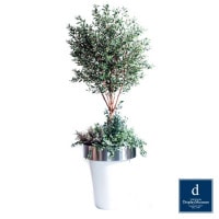 ���꡼�󥢥�󥸥��� (���꡼��)270cm�ò��ͥǥ����ץ쥤�ߥ塼������ FBCD-5012 �����ƥ��ե�����륰�꡼�� ���꡼�󥢥�󥸥��� ¤�� �١����դ�