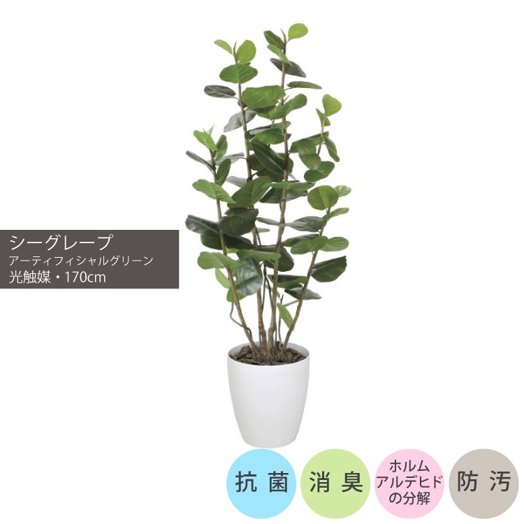 光触媒　人工観葉植物　フェイクグリーン　シーグレープDX1.25 光触媒 人工観葉植物 ウォールグリーン フェイクグリーン シー