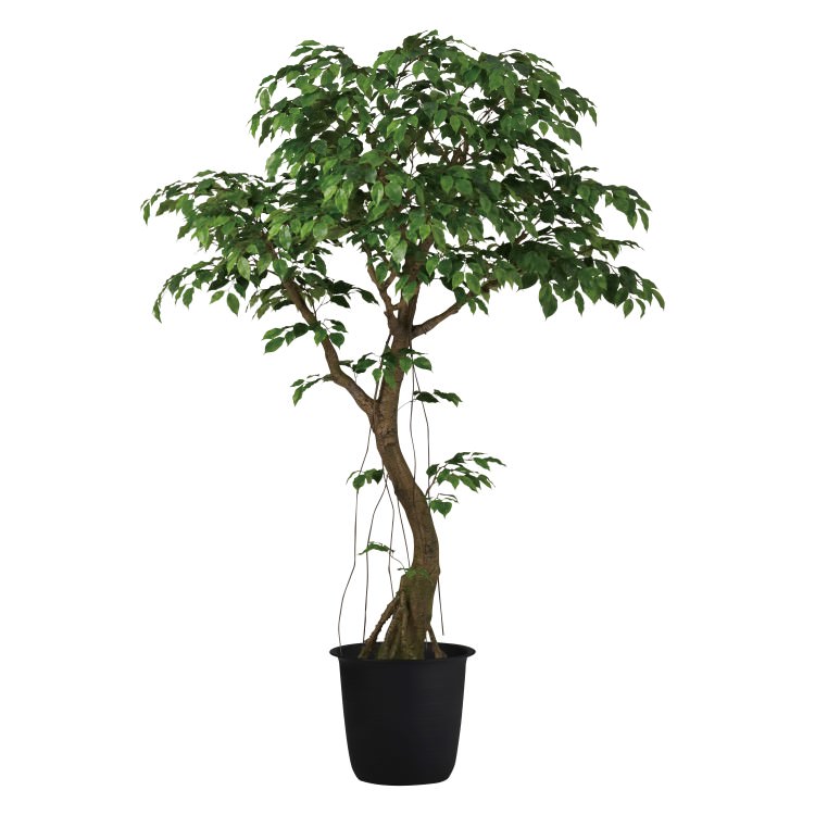 光触媒　人工観葉植物　フェイクグリーン　ベンジャミナスプラッシュコアッド ベンジャミナスプラッシュコアッド2.3m｜GLPT-228 アーティ