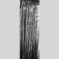 IGREBOW   ӥå[» 13] ܥ ƥꥢե ԥ㡼 ̿