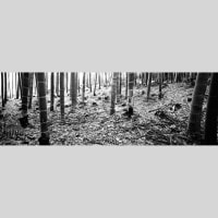 IGREBOW   ӥå[å 13] ܥ ƥꥢե ԥ㡼 ̿