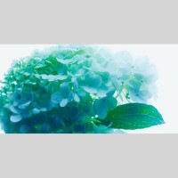 IGREBOW β ӥå[å 12] ܥ ƥꥢե ԥ㡼 ̿