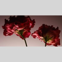 IGREBOW ֤ȥ륳祦 ӥå[å 12] ܥ ƥꥢե ԥ㡼 ̿