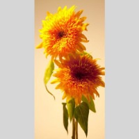 IGREBOW Ҥޤβ ӥå[å 12] ܥ ƥꥢե ԥ㡼 ̿