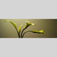 IGREBOW 顼β ӥå[ 13] ܥ ƥꥢե ԥ㡼 ̿