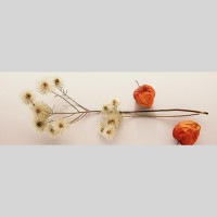 IGREBOW ɥ饤եȤۤ ӥå[å 13] ܥ ƥꥢե ԥ㡼 ̿