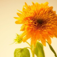 IGREBOW Ҥޤβ ӥå[ 11] ܥ ƥꥢե ԥ㡼 ̿