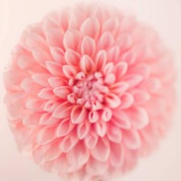 IGREBOW ֤μ̿ ԥ󥯤Υꥢ ӥå[ 11] ܥ ƥꥢե ԥ㡼 ̿