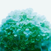 IGREBOW ɤ餰 ӥå[ 11] ܥ ƥꥢե ԥ㡼 ̿