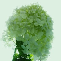 IGREBOW ɤ餰 ӥå[ 11] ܥ ƥꥢե ԥ㡼 ̿