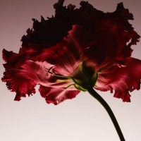 IGREBOW ֤ȥ륳祦 ӥå[ 11] ܥ ƥꥢե ԥ㡼 ̿