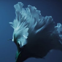 IGREBOW ȥ륳祦 ӥå[ 11] ܥ ƥꥢե ԥ㡼 ̿