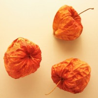 IGREBOW ۤ ӥå[å 11] ܥ ƥꥢե ԥ㡼 ̿