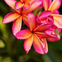 IGREBOW ץꥢβ ӥå[ 11] ܥ ƥꥢե ԥ㡼 ̿