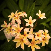 IGREBOW ץꥢβ ӥå[ 11] ܥ ƥꥢե ԥ㡼 ̿