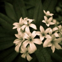 IGREBOW ץꥢβ ӥå[ 11] ܥ ƥꥢե ԥ㡼 ̿