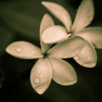 IGREBOW ץꥢβ ӥå[ 11] ܥ ƥꥢե ԥ㡼 ̿