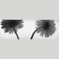 IGREBOW ٥ ӥå[» 13] ܥ ƥꥢե ԥ㡼 ̿