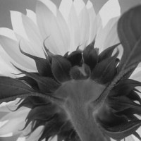 IGREBOW Ҥޤβ ӥå[å 11] ܥ ƥꥢե ԥ㡼 ̿