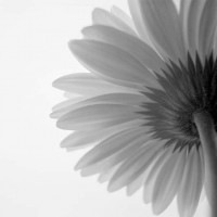 IGREBOW ٥β ӥå[å 11] ܥ ƥꥢե ԥ㡼 ̿