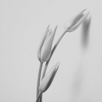 IGREBOW 塼åפβ ӥå[å 11] ܥ ƥꥢե ԥ㡼 ̿