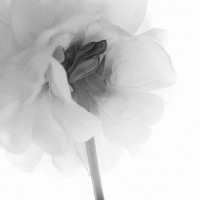 IGREBOW ꥢβ ӥå[å 11] ܥ ƥꥢե ԥ㡼 ̿