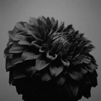 IGREBOW ꥢβ ӥå[å 11] ܥ ƥꥢե ԥ㡼 ̿