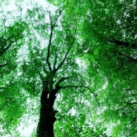 IGREBOW Ĺ� �����֤ο� �ӥå���������[����� 1��1] ��������ܥ� ����ƥꥢ�ե��� �ԥ����㡼������ �̿�