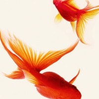 IGREBOW ��� �ӥå���������[����� 1��1] ��������ܥ� ����ƥꥢ�ե��� �ԥ����㡼������ �̿�