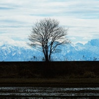 IGREBOW ǽ���� ���ɤ��ڤ�Ω��Ϣ�� �ӥå���������[����� 1��1] ��������ܥ� ����ƥꥢ�ե��� �ԥ����㡼������ �̿�