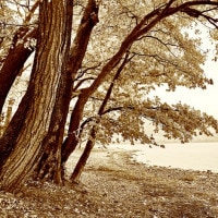 IGREBOW �̳�ƻ ����ƶ����� �ӥå���������[����� 1��1] ��������ܥ� ����ƥꥢ�ե��� �ԥ����㡼������ �̿�