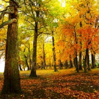 IGREBOW �̳�ƻ ���դ����ޤ�ƶ��� �ӥå���������[����� 1��1] ��������ܥ� ����ƥꥢ�ե��� �ԥ����㡼������ �̿�