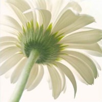 IGREBOW ٥β ӥå[å 11] ܥ ƥꥢե ԥ㡼 ̿