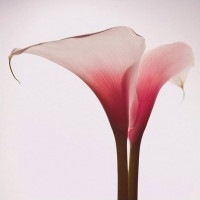 IGREBOW 顼β ӥå[å 11] ܥ ƥꥢե ԥ㡼 ̿