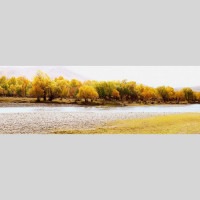 IGREBOW 󥴥 ƥ른 ӥå[å 13] ܥ ƥꥢե ԥ㡼 ̿