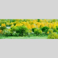 IGREBOW 󥴥 ƥ른 դФ뿹 ӥå[ 13] ܥ ƥꥢե ԥ㡼 ̿