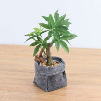 ����饤�� �ʥޥ���� �����ҡ��Υ� �ե���ȥݥå� 29cm��GLA-1521FA �����ƥ��ե�����륰�꡼�� �͹����տ�ʪ ���꡼��