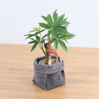 ����饤�� ����� �����ҡ��Υ� �ե���ȥݥå� 29cm��GLA-1521FC �����ƥ��ե�����륰�꡼�� �͹����տ�ʪ ���꡼��