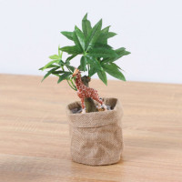 ����饤�� ����� �����ҡ��Υ� ��ݥå� 29cm��GLA-1521JC �����ƥ��ե�����륰�꡼�� �͹����տ�ʪ ���꡼��