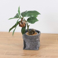 ����饤�� �ʥޥ���� �ѥ��� �ե���ȥݥå� 32cm��GLA-1522FA �����ƥ��ե�����륰�꡼�� �͹����տ�ʪ ���꡼��