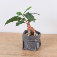 ����饤�� ����� �ѥ��� �ե���ȥݥå� 32cm��GLA-1522FC �����ƥ��ե�����륰�꡼�� �͹����տ�ʪ ���꡼��