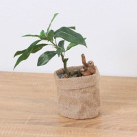 ����饤�� �ʥޥ���� �ѥ��� ��ݥå� 32cm��GLA-1522JA �����ƥ��ե�����륰�꡼�� �͹����տ�ʪ ���꡼��